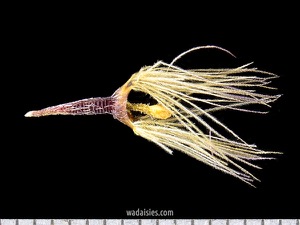 Bellida graminae 20180618 Kenwick S CUWADWM600.450