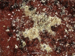 Cephalipterum drummondii LWB Seeding 20160916 Thundelarra S EWSWADWM600.450