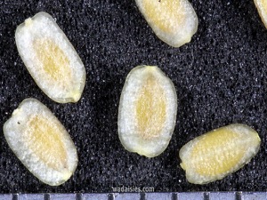 Hyalosperma glutinosum 20180610 Kenwick S CU 3WADWM600.450