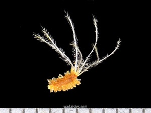 Podolepis kendalli 20180615 Kenwick S CU2WADWM600.450