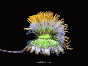 Podolepis rugata 20191119 Kenwick S MS2WADWM600.450