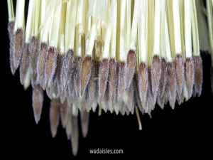 Podotheca gnaphaloides 20191113 Kenwick S CU3WADWM600.450