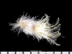 Rhodanthe chlorocephala 20190401 S CUWADWM600.450