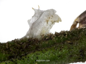 Rhodanthe chlorocephala ssp splendida Water absorbsion 20190223 Kenwick S MCUWADWM600.450