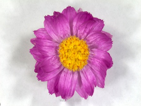 Rhodanthe manglesii 20161021 Kenwick F CUWADWM600.450