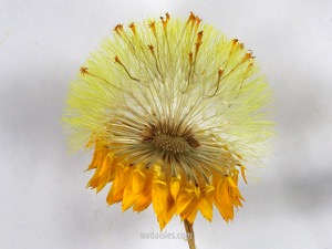 Waitzia nitida 20171111Kenwick S MCUWADWM600.450